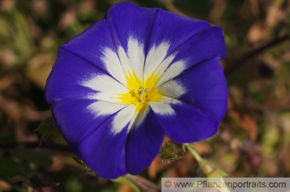 Ipomoea tricolor Himmelblaue Prachtwinde Flying Saucers.jpg