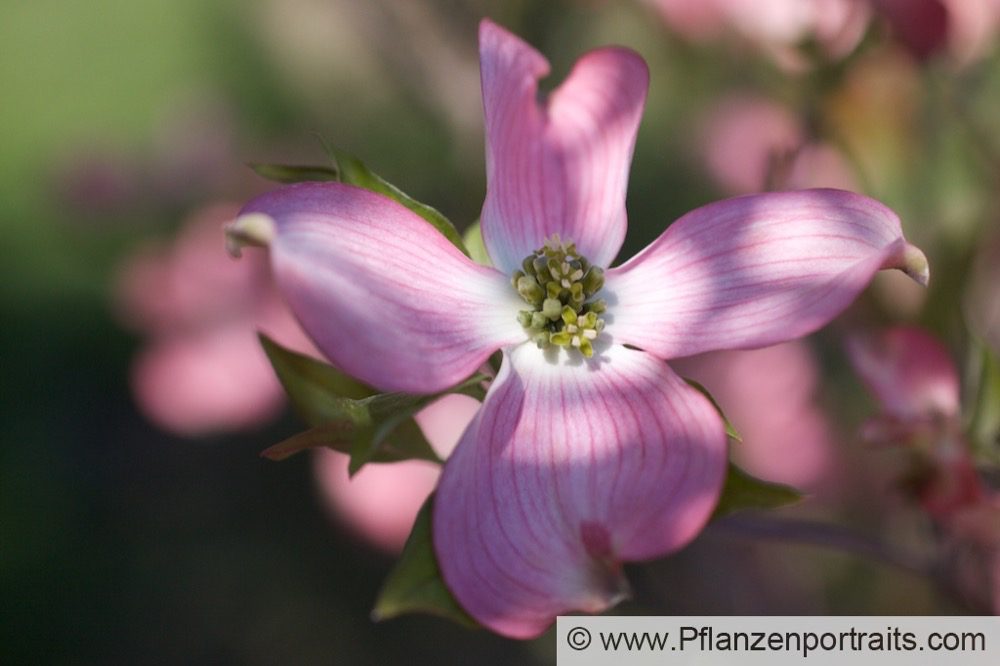 Cornus florida Blumenhartriegel Dogwood 1.jpg