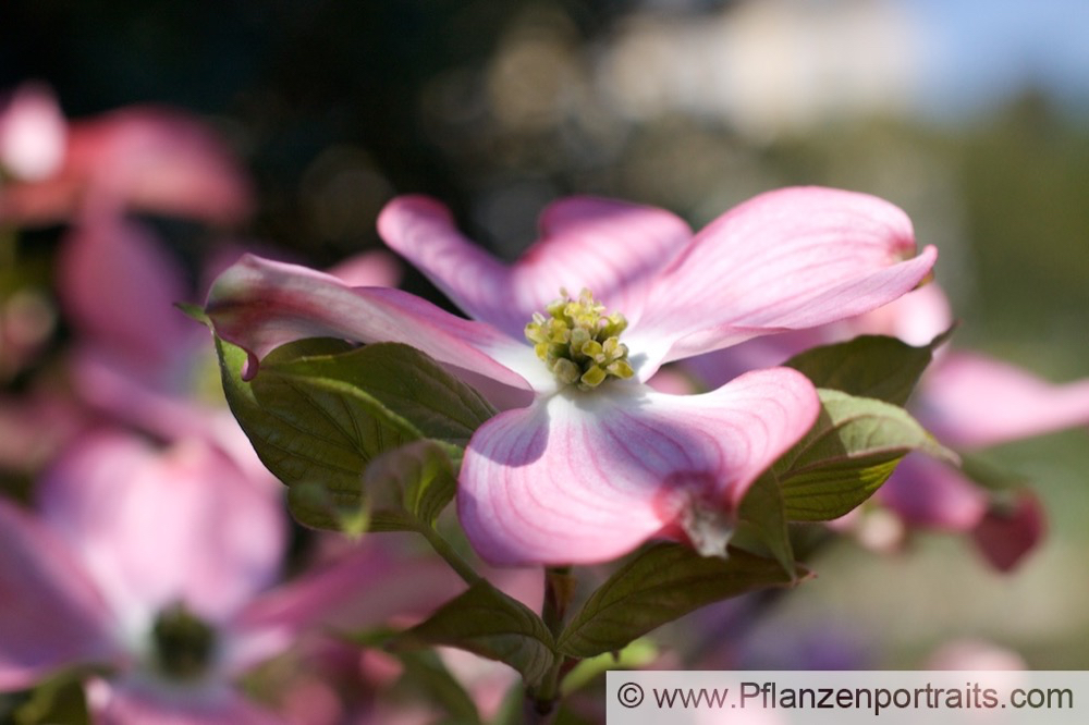 Cornus florida Blumenhartriegel Dogwood.jpg