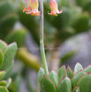 Cotyledon orbiculata Plakkie 2.jpg