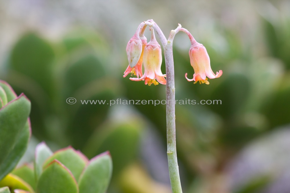 Cotyledon orbiculata Plakkie 3.jpg