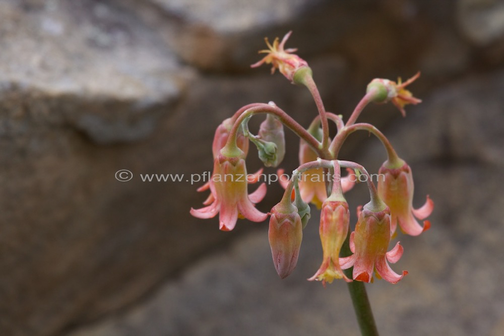 Cotyledon orbiculata Plakkie 4.jpg