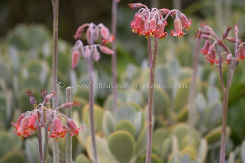 Cotyledon orbiculata Plakkie.jpg