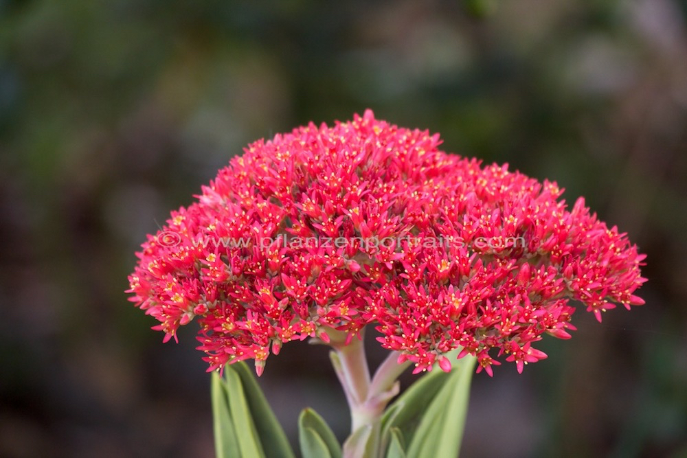 Crassula perfoliata var minor.jpg