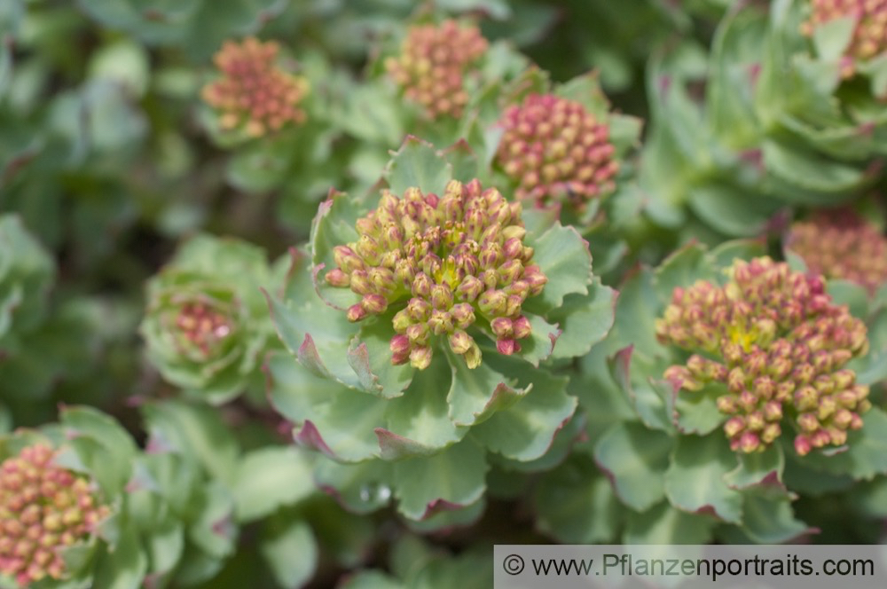 Rhodiola rosea Rosenwurz Roseroot 1.jpg