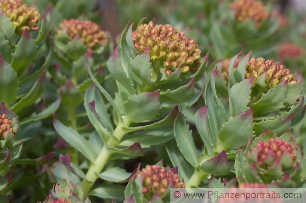 Rhodiola rosea Rosenwurz Roseroot.jpg