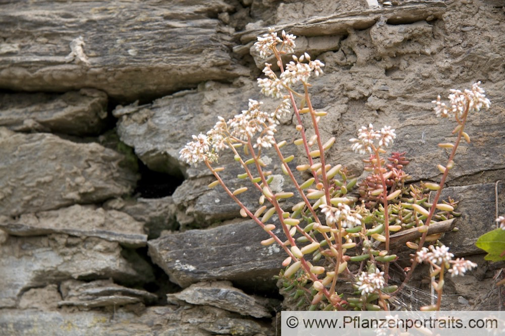 Sedum album Weisse Fetthenne White Stonecrop.jpg