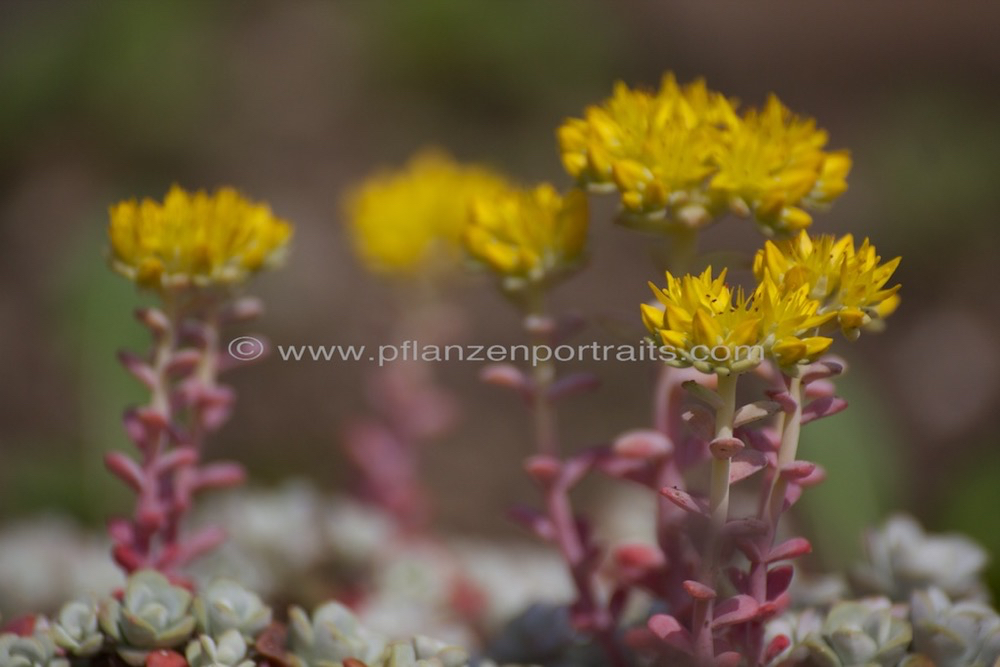 Sedum spathulifolium Colorado Fetthenne Broad Leaved Stonecrop.jpg