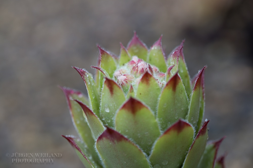 Sempervivum tectorum Echte Hauswurz Common houseleek 5.jpg