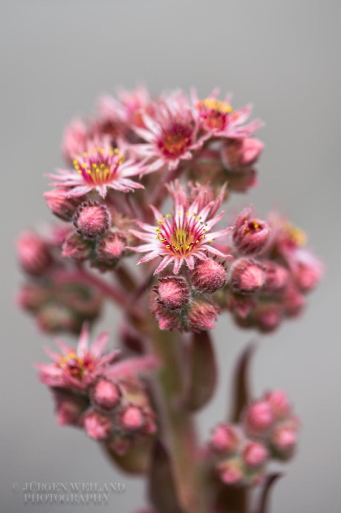 Sempervivum tectorum Echte Hauswurz Common houseleek.jpg