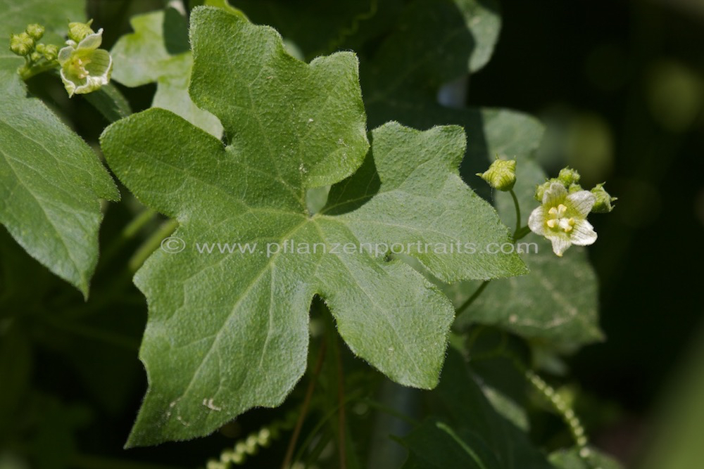 Bryonia dioica rotfruechtige Zaunruebe Red bryony 2.jpg