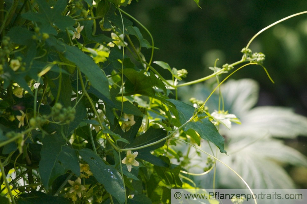 Bryonia dioica rotfruechtige Zaunruebe Red bryony 3.jpg