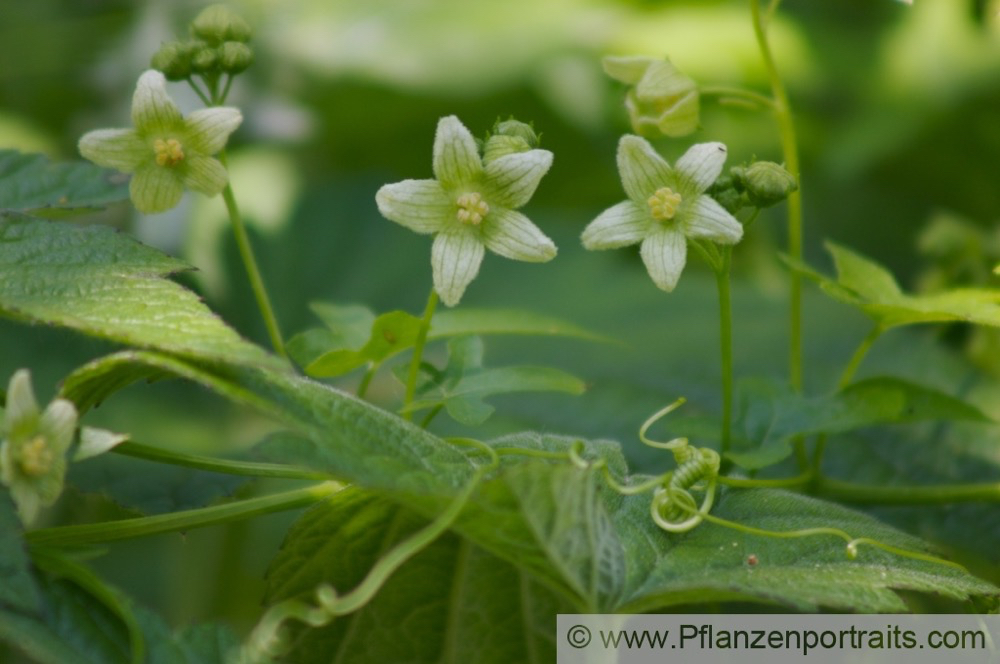 Bryonia dioica rotfruechtige Zaunruebe Red bryony 4.jpg