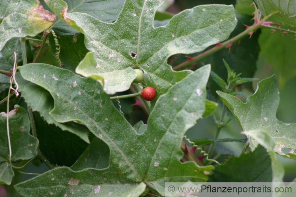 Bryonia dioica rotfruechtige Zaunruebe Red bryony 5.jpg