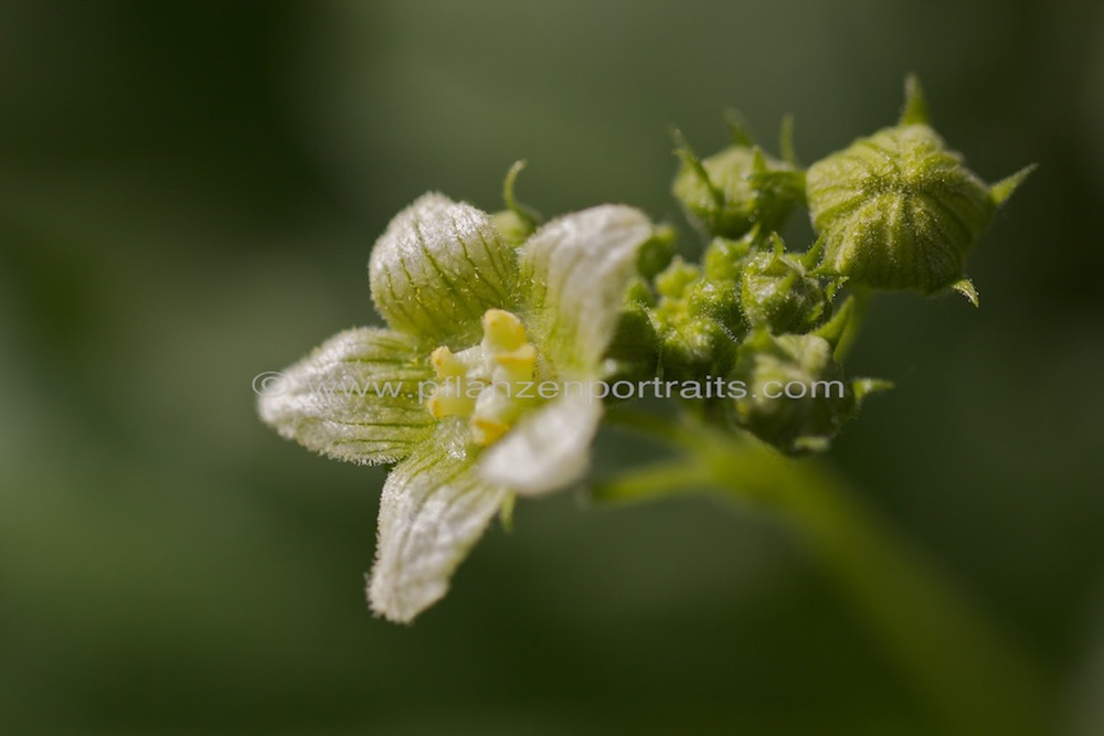 Bryonia dioica rotfruechtige Zaunruebe Red bryony.jpg