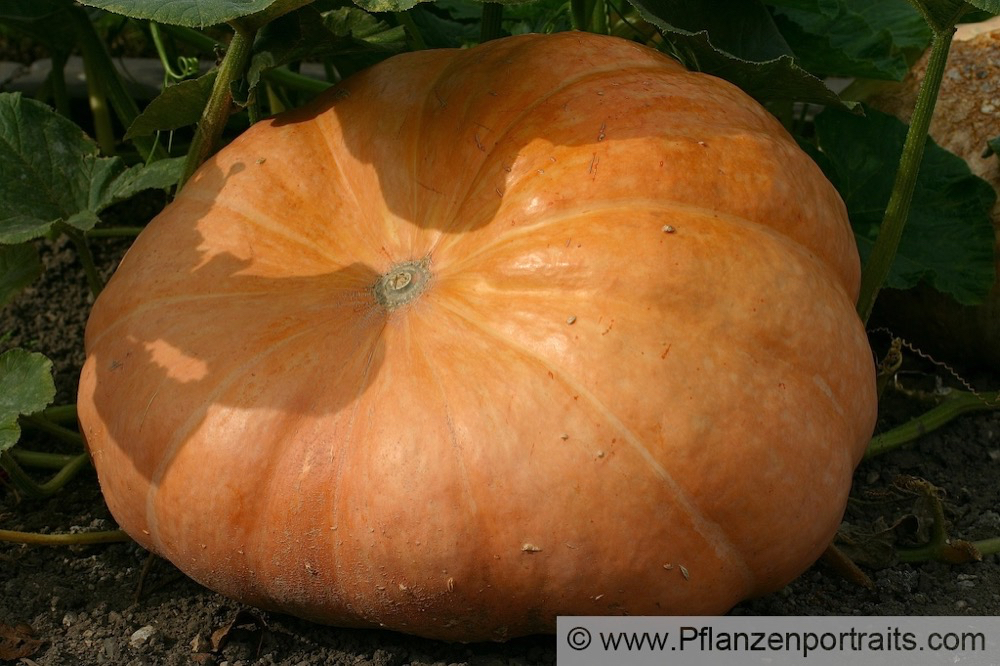 Cucurbita maxima Riesenkuerbis Pumpkin.jpg