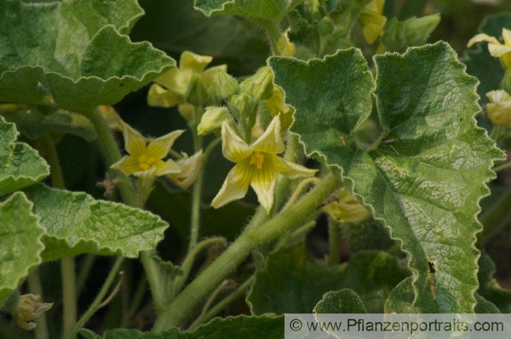 Ecballium elaterium Spritzgurke Squirting cucumber 4.jpg