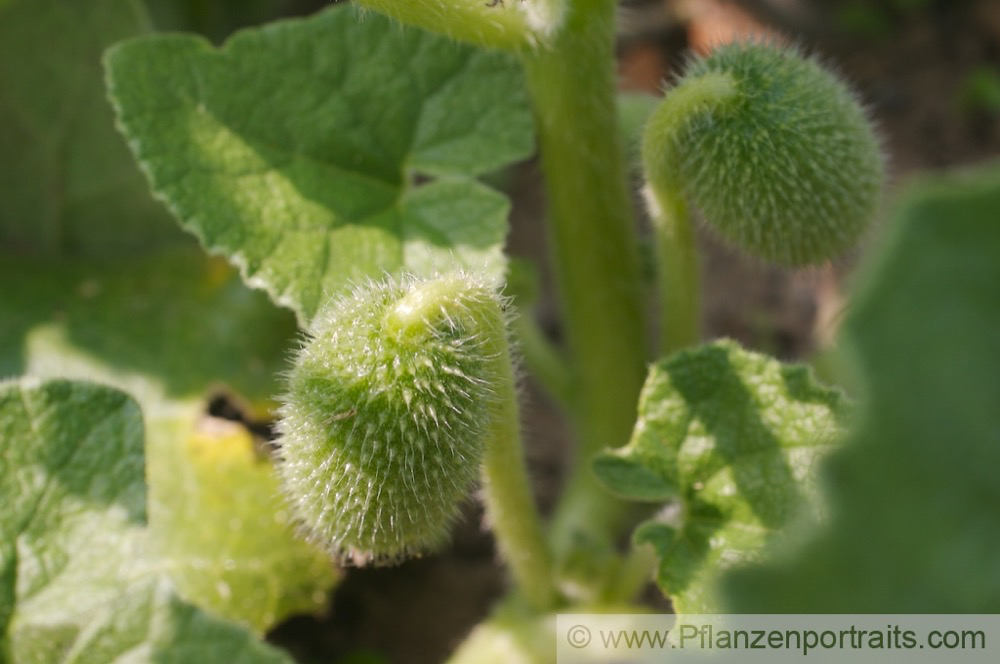 Ecballium elaterium Spritzgurke Squirting cucumber.jpg