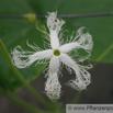 Trichosanthes cucumerina Weisse Schlangenhaargurke Viper Gourd Long Tomato 2.jpg