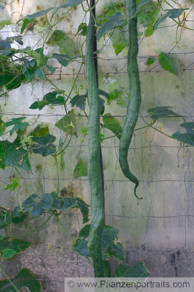 Trichosanthes cucumerina Weisse Schlangenhaargurke Viper Gourd Long Tomato.jpg