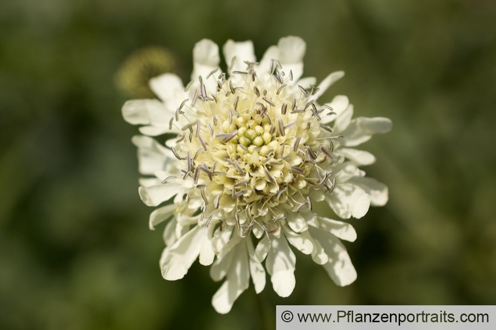 Cephalaria gigantea Grosser Schuppenkopf Giant Scabious 3.jpg