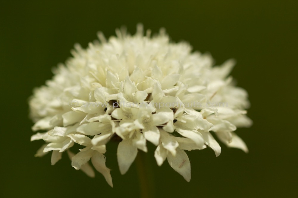 Cephalaria pungens 2.jpg