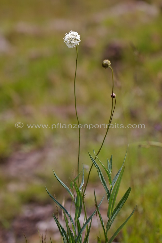 Cephalaria pungens.jpg