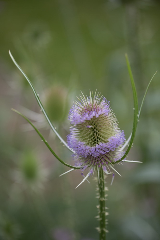 Dipsacus fullonum Karde Fullers Teasel 2.jpg