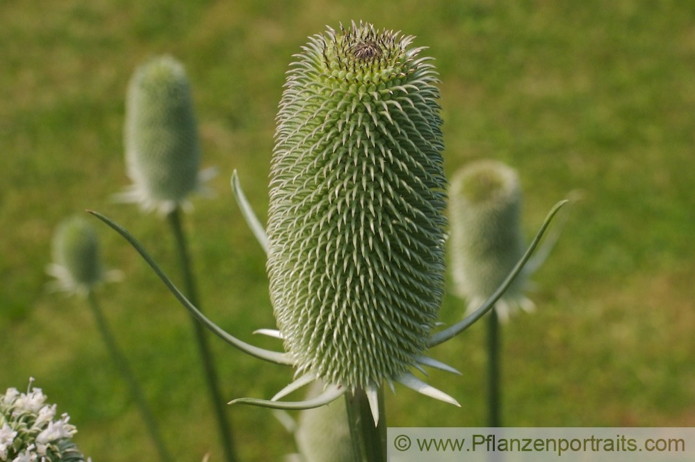 Dipsacus sativus Weber-Karde Cards Thistle 3.jpg