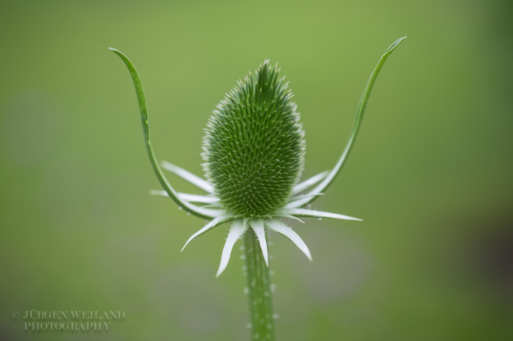 Dipsacus sativus Weber-Karde Cards Thistle 4.jpg