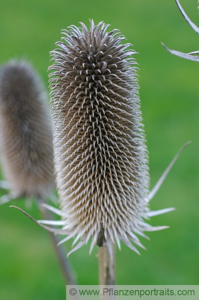 Dipsacus sativus Weber-Karde Cards Thistle.jpg