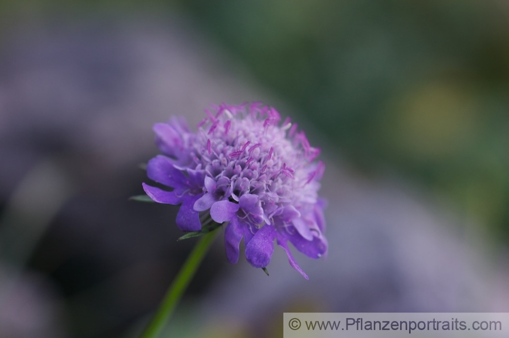 Scabiosa columbaria Tauben-Skabiose Small Scabious.jpg