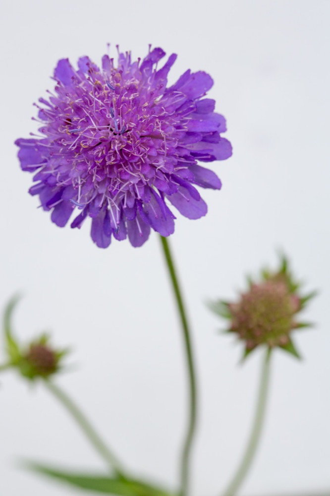 Scabiosa lucida.jpg