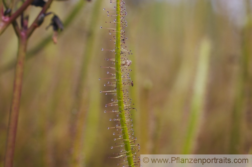 Drosera binata Gabelblaettriger Sonnentau Forked Sundew 1.jpg