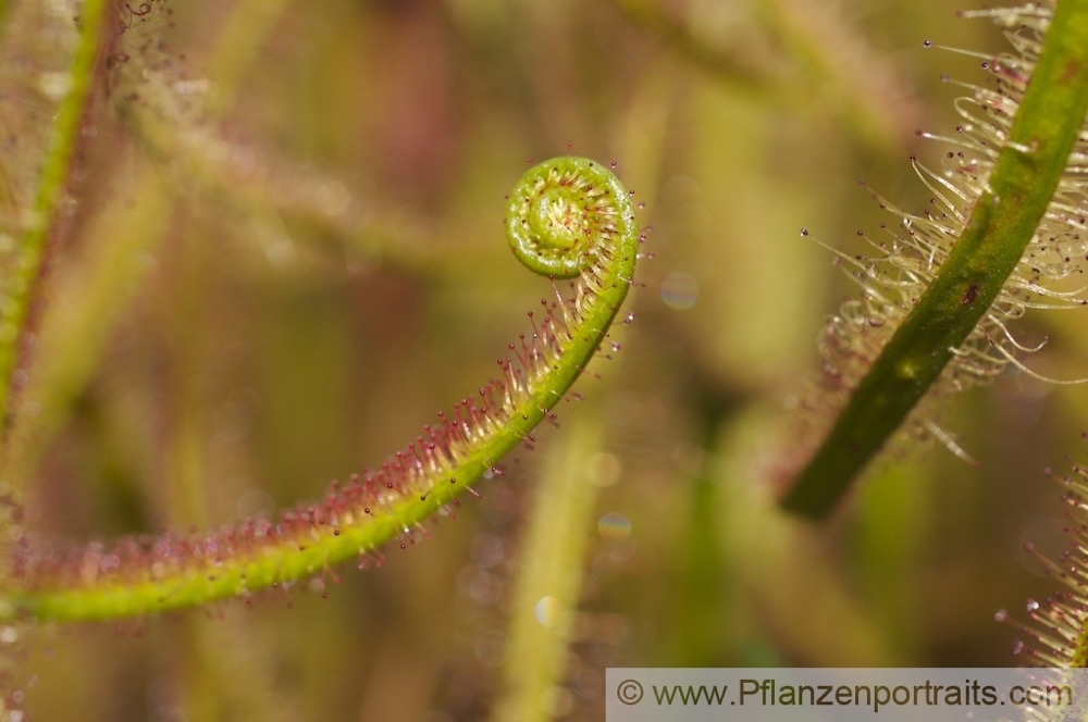 Drosera binata Gabelblaettriger Sonnentau Forked Sundew 3.jpg