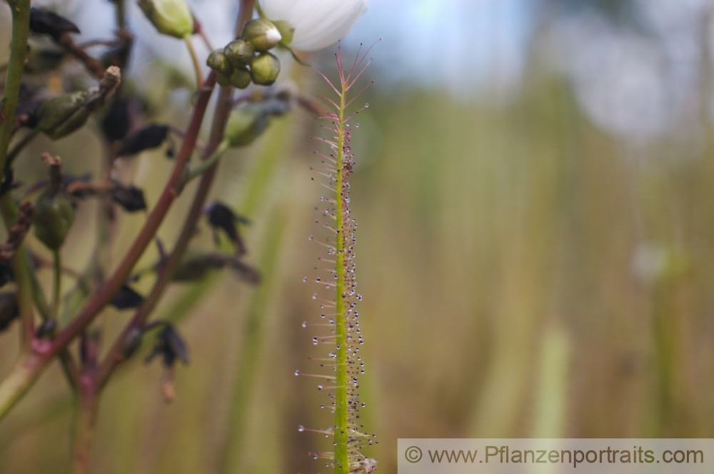 Drosera binata Gabelblaettriger Sonnentau Forked Sundew 6.jpg