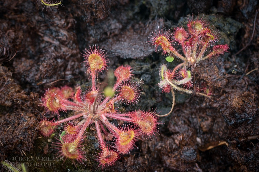 Drosera rotundifolia.jpg