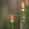 Equisetum spec AK Georgien.jpg