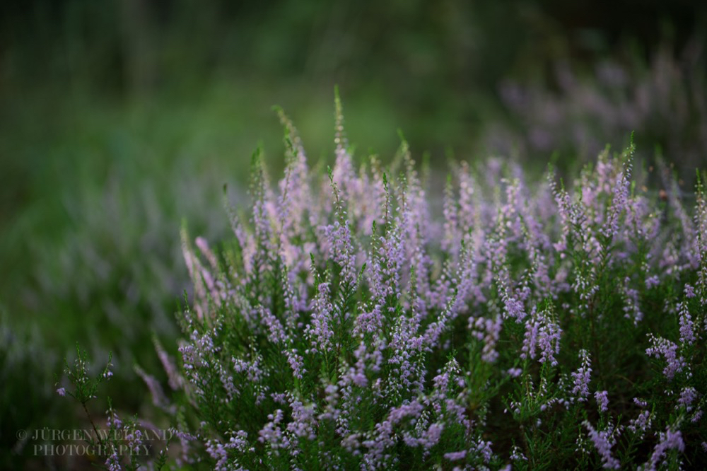 Calluna vulgaris Gemeines Heidekraut Heather 2.jpg