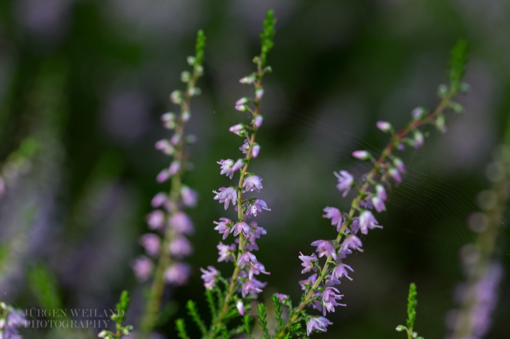 Calluna vulgaris Gemeines Heidekraut Heather 3.jpg