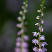 Calluna vulgaris Gemeines Heidekraut Heather.jpg