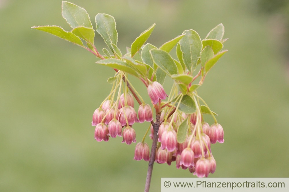 Enkianthus campanulatus Glockige Prachtglocke 2.jpg