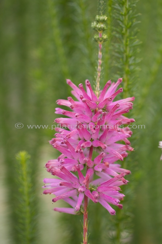 Erica verticillata Whorled heath 2.jpg