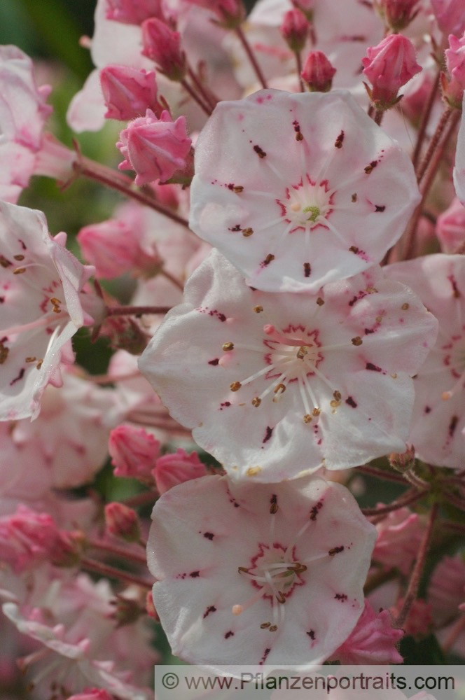 Kalmia latifolia Berglorbeer Mountain laurel 3.jpg