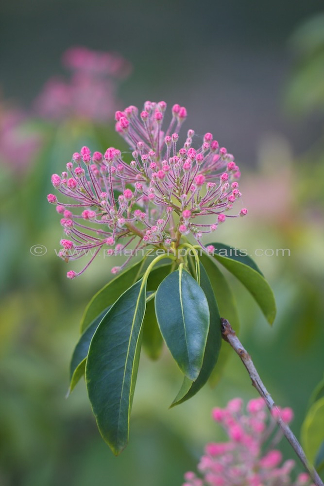 Kalmia latifolia Berglorbeer Mountain laurel 4.jpg