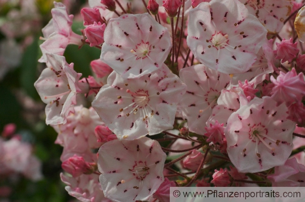 Kalmia latifolia Berglorbeer Mountain laurel.jpg