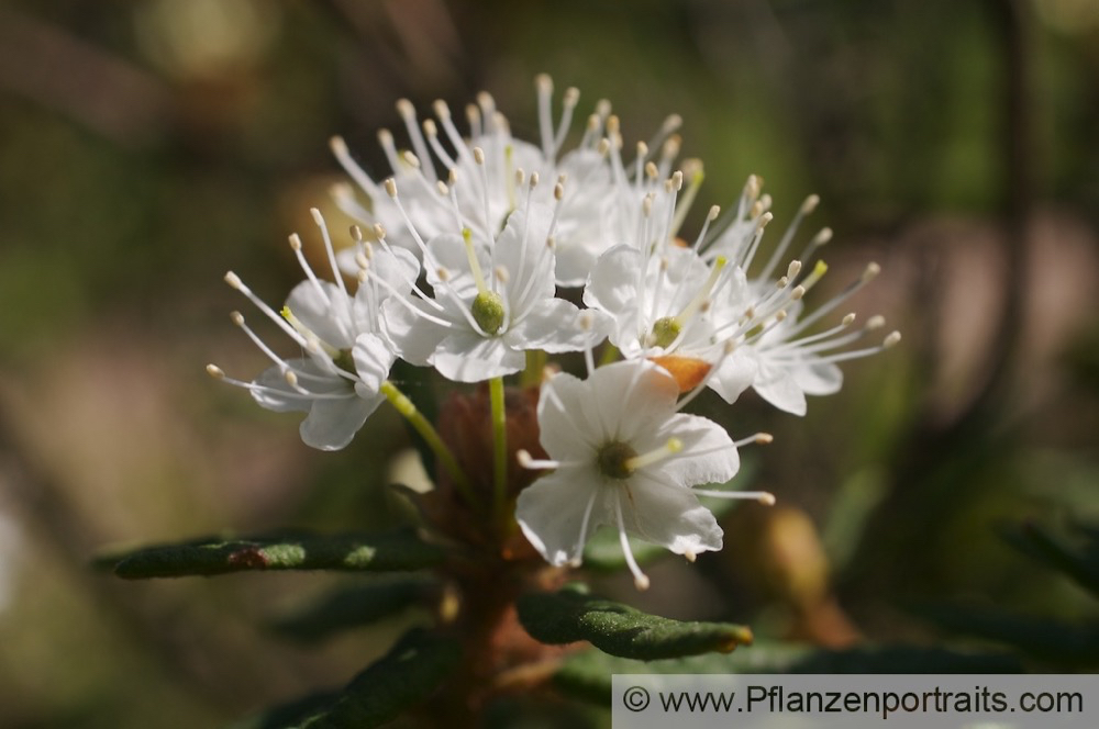 Ledum palustre Sumpf Porst Wild Rosemary 2.jpg