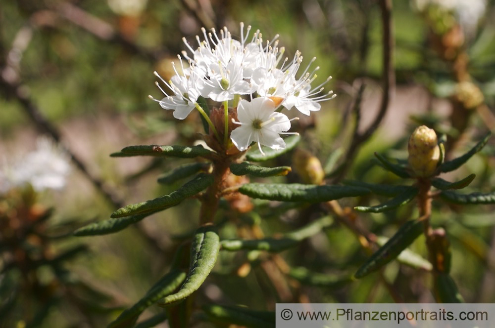 Ledum palustre Sumpf Porst Wild Rosemary.jpg