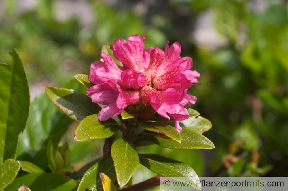 Rhodendron ferrugienum Rostblatt Alpenrose Rusty Leaved Alprose 3.jpg