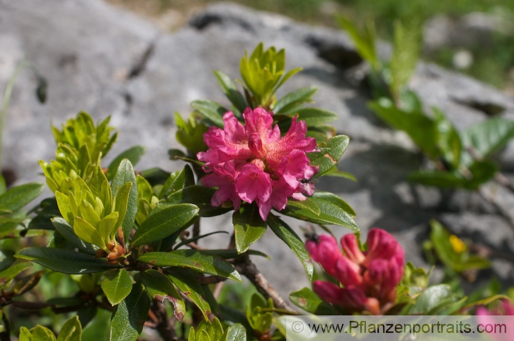 Rhodendron ferrugienum Rostblatt Alpenrose Rusty Leaved Alprose.jpg